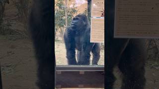 Gorilla GENTARO maakt een back-up 🦍 #gorilla #gentaro