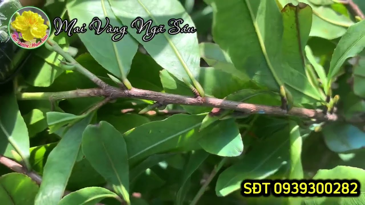 Hiện tại nút nụ cây mai còn nhỏ và ít nụ cần làm gì?