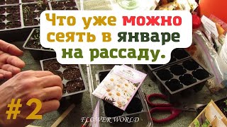 Что уже можно сеять в январе на рассаду.🧐