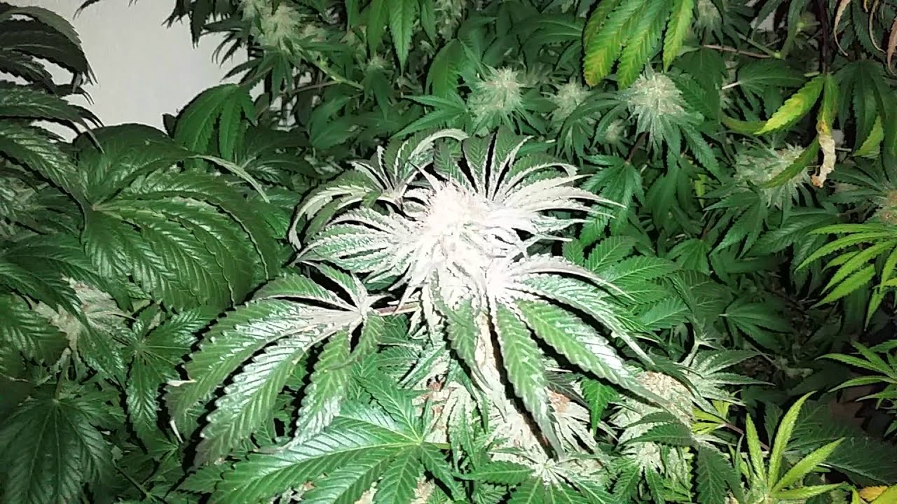 DurangoOg .Buddha's delight .bubble gum. Grow /willows grow