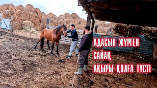 Көктемнен бері адасып жүрген сайақ ұсталды