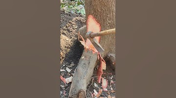 See how to cut a tree with an axe #shorts #nature #cuttree