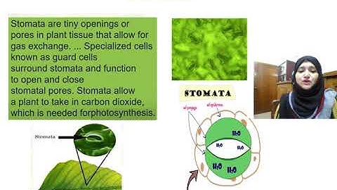 Class  6,Science,Chapter 5,Photosynthesis, Lecture video 1,Date  05 10 2020
