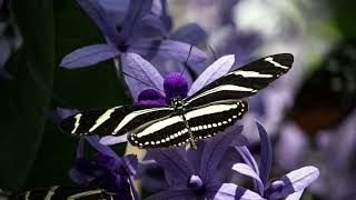 Georg Philipp Telemann – Concerto for flute strings continuo, Flute_Concerto in D......