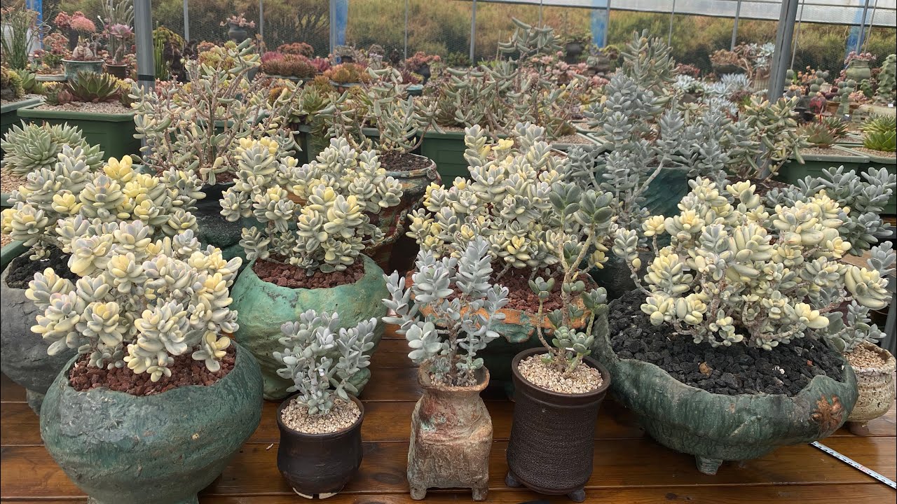 Cotyledon orbiculata and Cactus #多肉植物 #koreansucculents #다육이들 #다육식물 #rarecactus