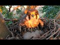 Чеглок кормит птенцов / Eurasian hobby feeds its chicks