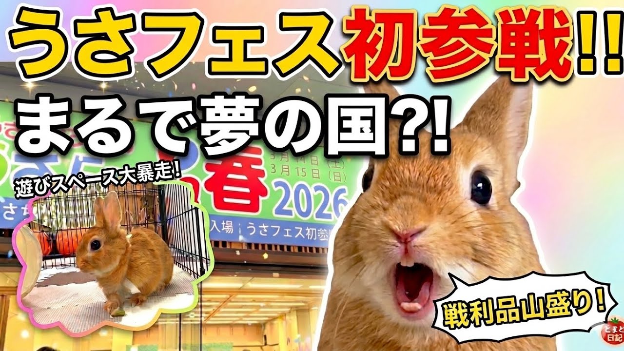 うさフェス2026】大暴れからの限界突破！？遊び疲れてぐったりなウサギ