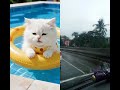 #funny #butifyoucloseyoureyes #catvideos #varilvideo #nicevideo