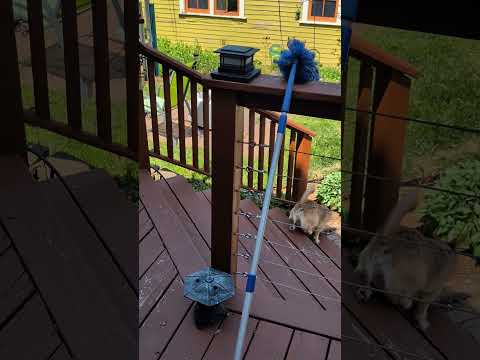 Dorothy's epic ball fetch!
