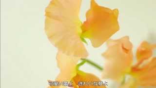 ～花言葉の唄～松平 昇・伏見信子