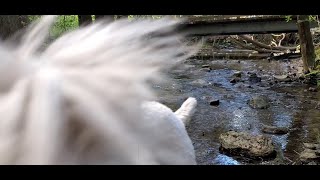 Video-Bombed by Wheaten Terrier by A Little Bit of This 444 views 1 year ago 39 seconds