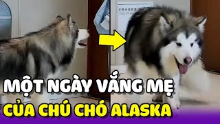 Chú chó Alaska Luka ở nhà với bố khi mẹ đi vắng mất một ngày  | Yêu Lu Official