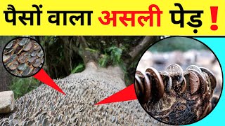 Tree Of Coins सकक वल पड इस पड म उगत ह सकक ?
