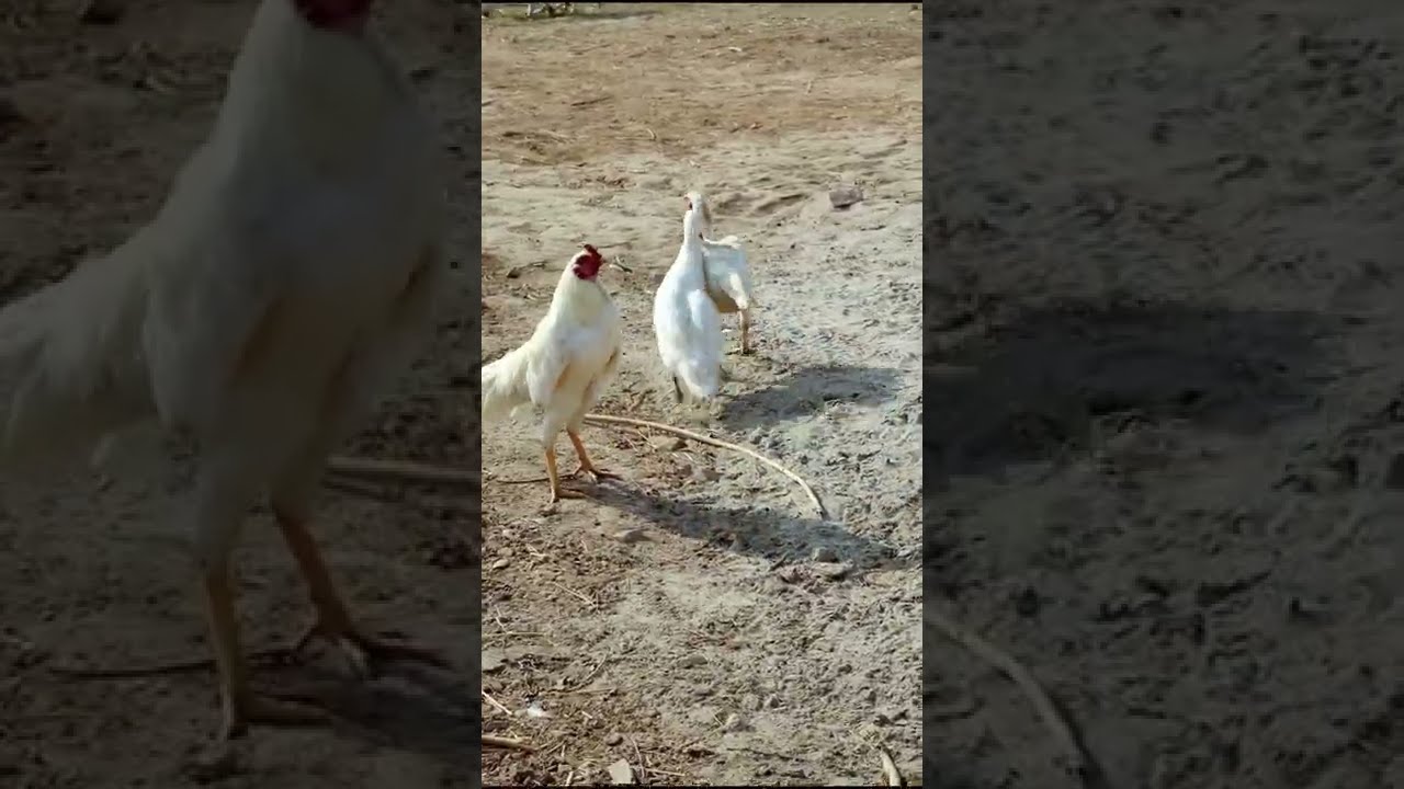Duck and rooster loving aseel hen and mating