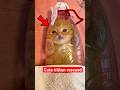 How This Tiny Kitten Beat the Odds!
