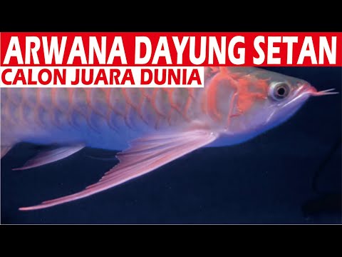 BIKIN KAGET! BARU INI LIAT AROWANA SUPER RED DAYUNG SETAN SUPER PANJANG