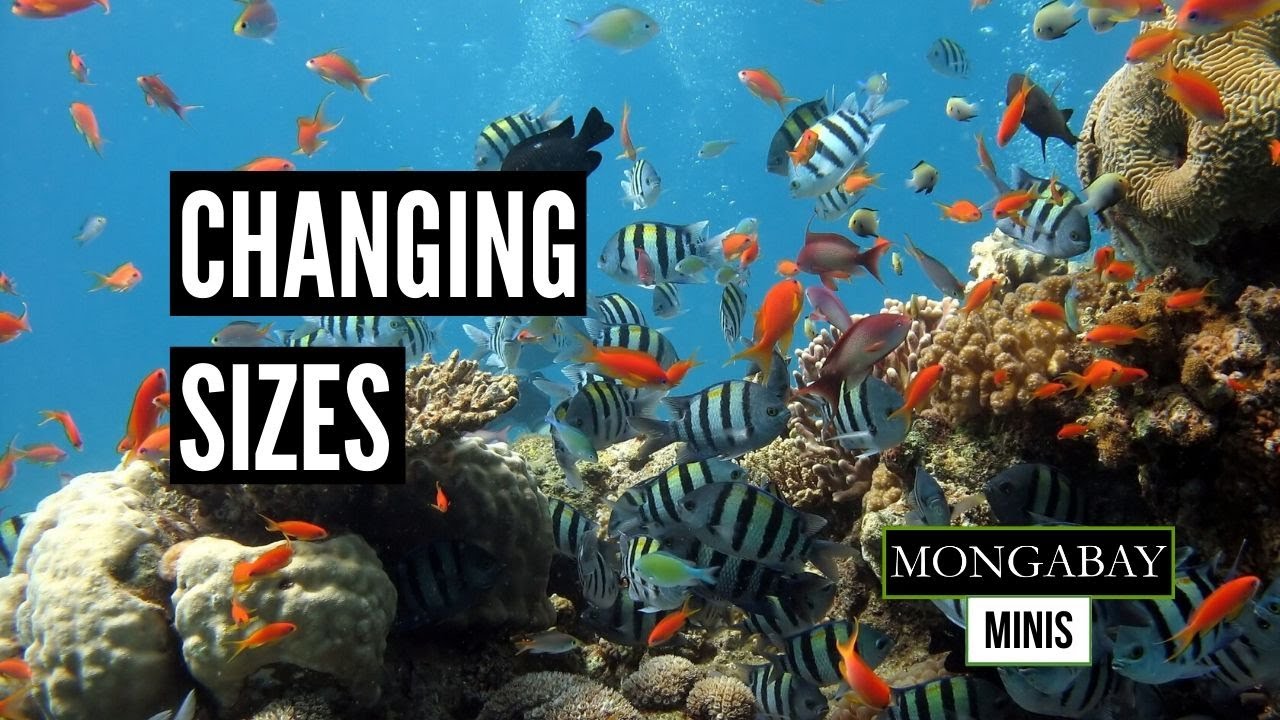 Fish size impacted by climate change, study finds YouTube