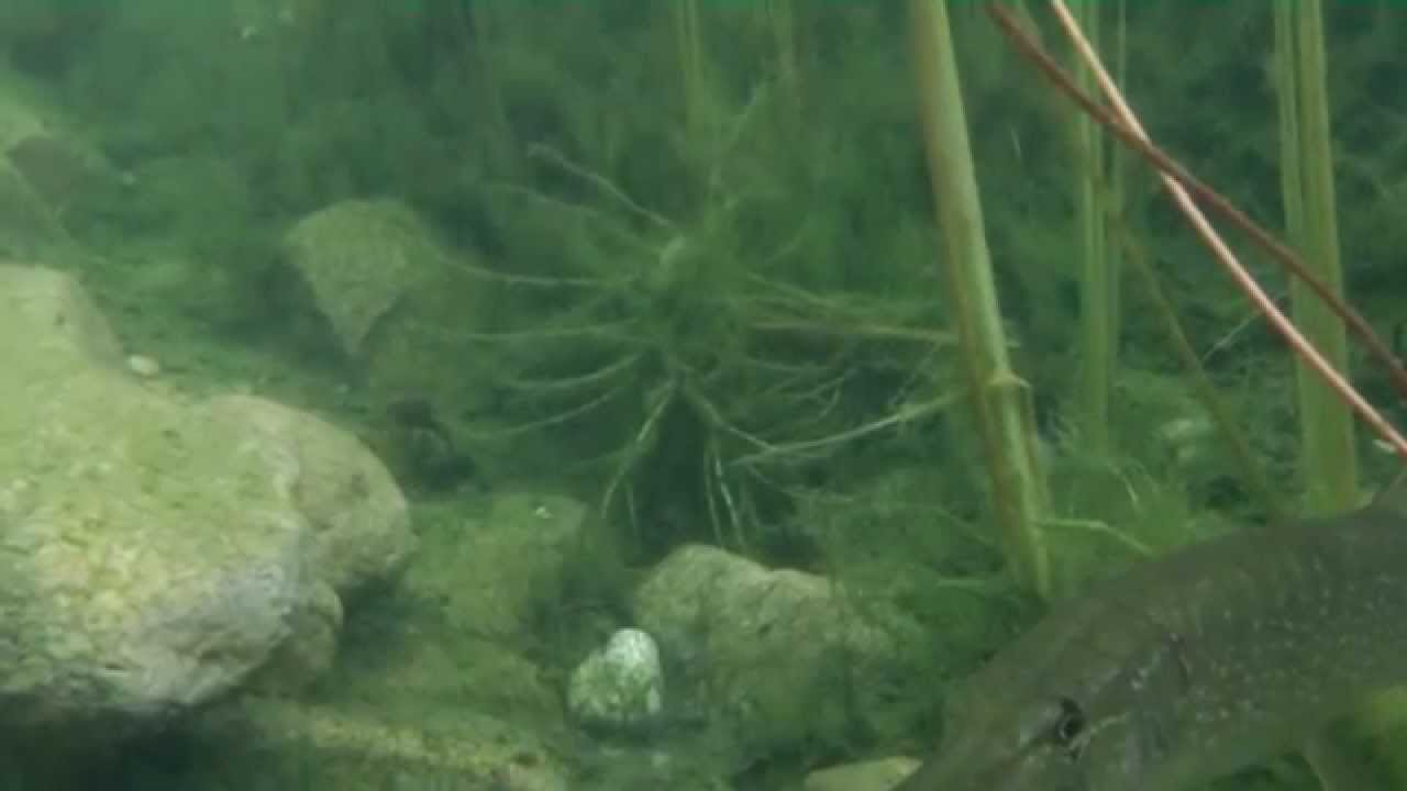 seilerweb.ch Hecht im SchwimmTeich 2013 YouTube