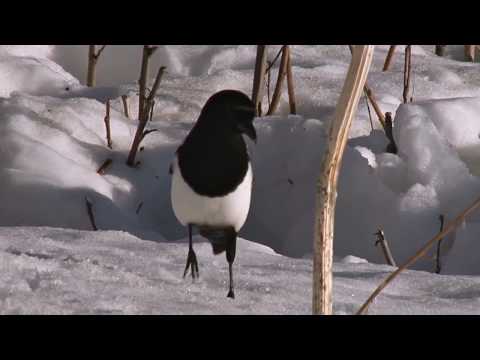 The Majestic Magpie