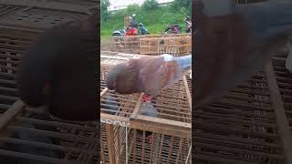 Pasca Mabung Siap Tdanil Kembalu