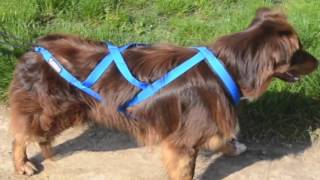 neewa dog harness