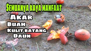 Tanaman Tanjung Yang Kaya Manfaat | Info Hidup Sehat