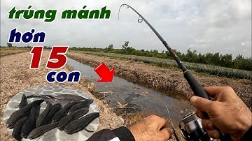 Câu Lure Cá Lóc ✅ Trúng Mánh Ngày Mưa Cá Ăn Mạnh Hơn 15 Con | Tâm Râu Vlog #383