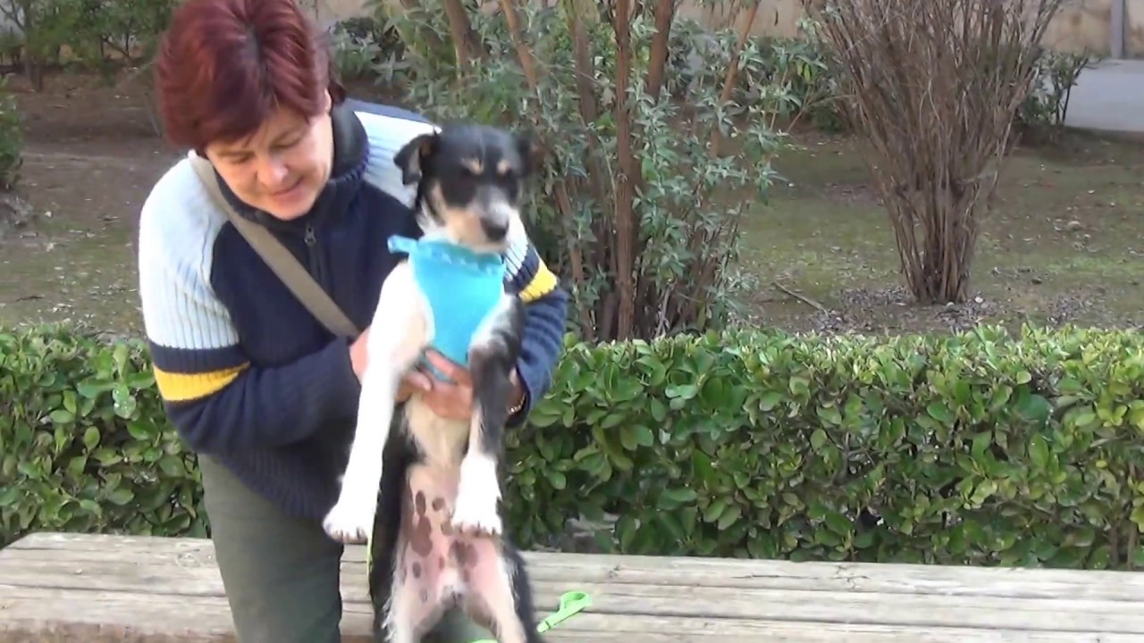 DIOR (video 2) adopción perros cachorros