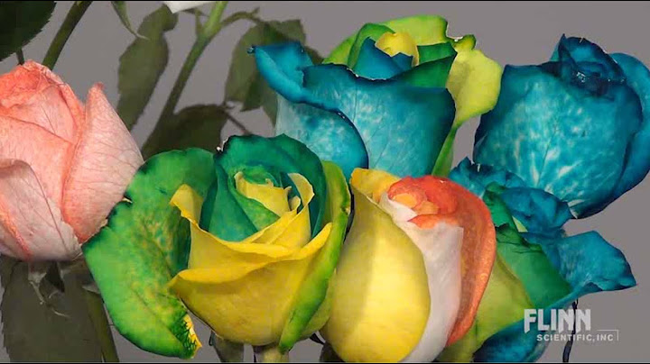 How to Make Rainbow Roses