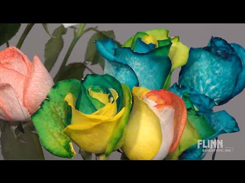 Video: Hur man gör Rainbow Roses (med bilder)