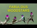 Tiny Hummingbirds with Stunning Gorgets: The Woodstars