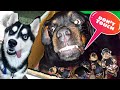 Roxy Puppy🐾 Touch Karne Nahin de Rahi☹️ Dog Can talk part 82. Rottweiler protecting. Review reloaded