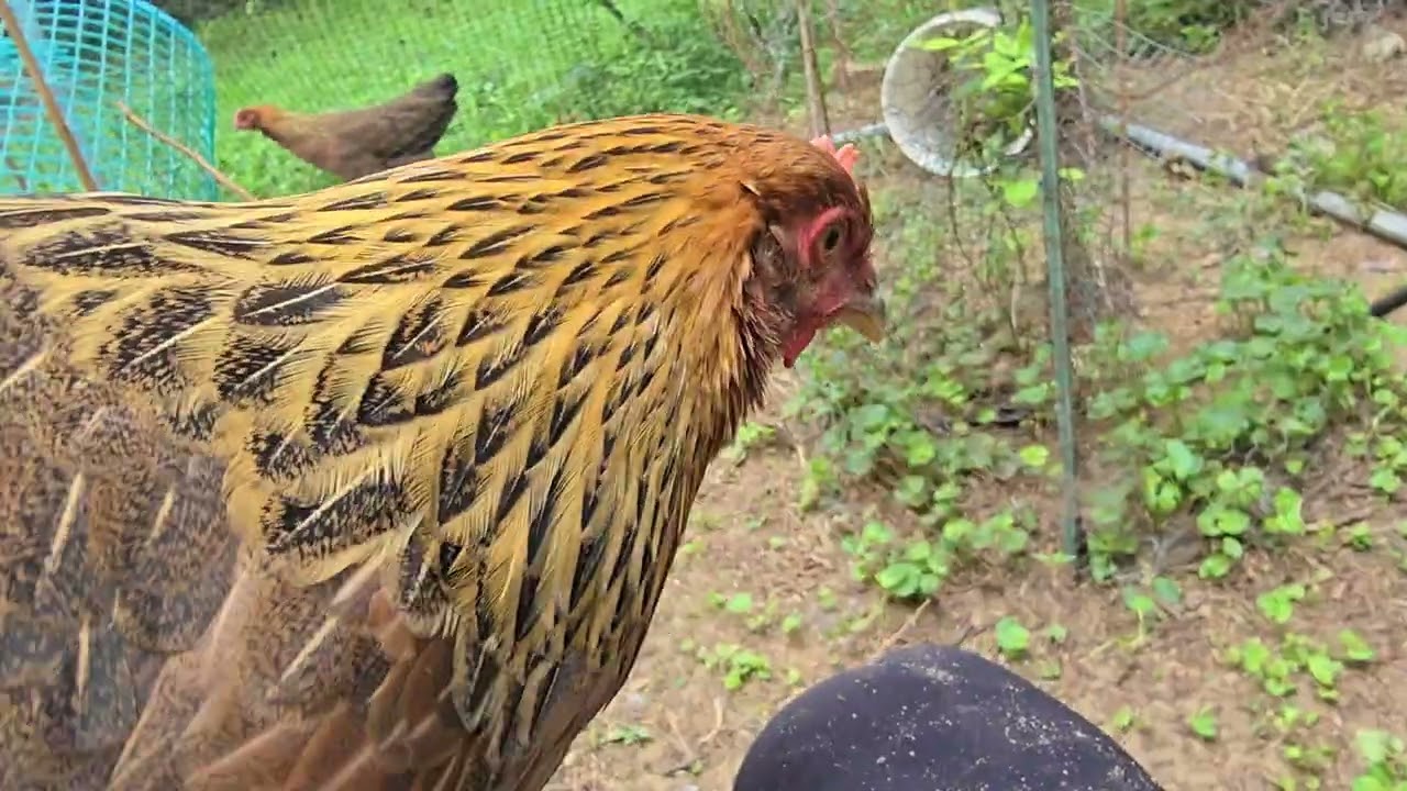17 Week Old Welsummer Chicks- the Wattle-less Woman is STILL Wattle-less
