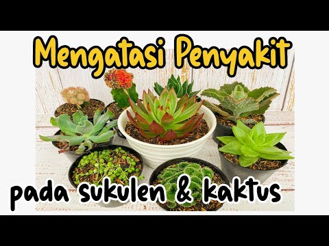 5 TIPS MERAWAT SUKULEN, KAKTUS & CARA MENGATASI HAMA/PENYAKIT NYA