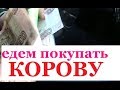 в чёрную пятницу  КУПИЛИ КОРОВУ и ЧТО ПРИСЛАЛИ ЗРИТЕЛИ?