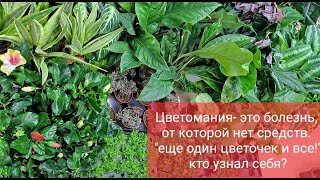 Обзор поступления комнатных растений от 19 августа 2022г. Шизматоглотис, антуриум, папоротники и др.