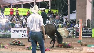 TASCONAZO DE SANTA CRUZ DE LOS LAGOS, GRAN CAMPEON TROCHA COLOMBIANA BUCARAMANGA GRADO B 2023