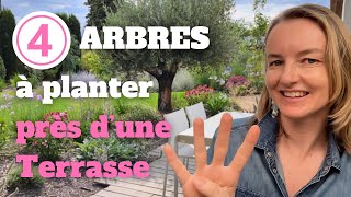 4 arbres à planter près d’une terrasse sans risques avec les racines