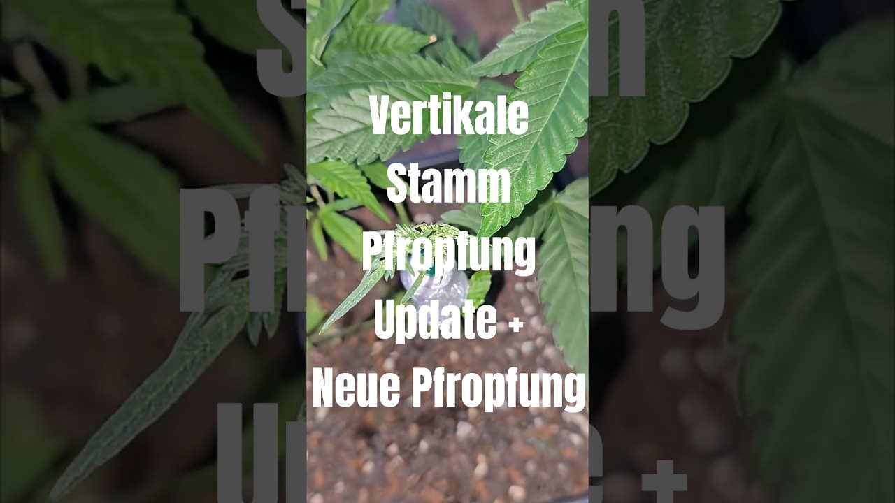 1 Pflanze 3 Strains? 🌿🌱 