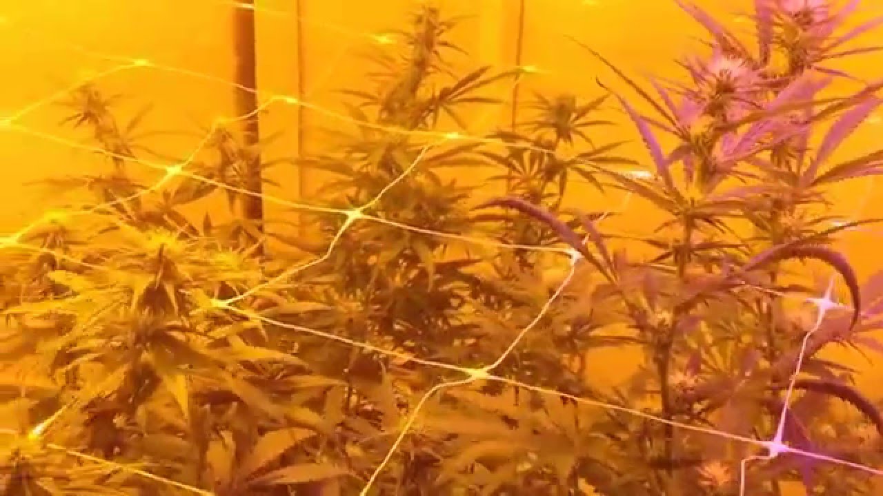 Indoor Grow 2015 day 20