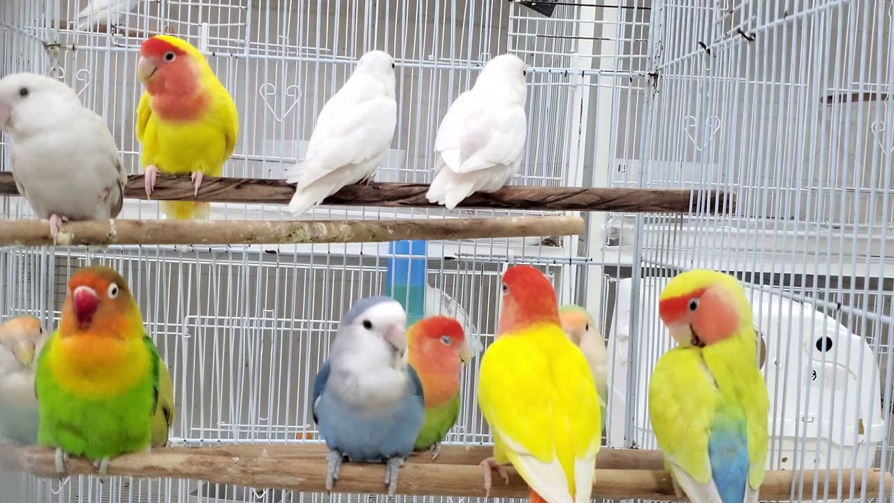 Agapornis Nature Sounds to Calm Your Birds