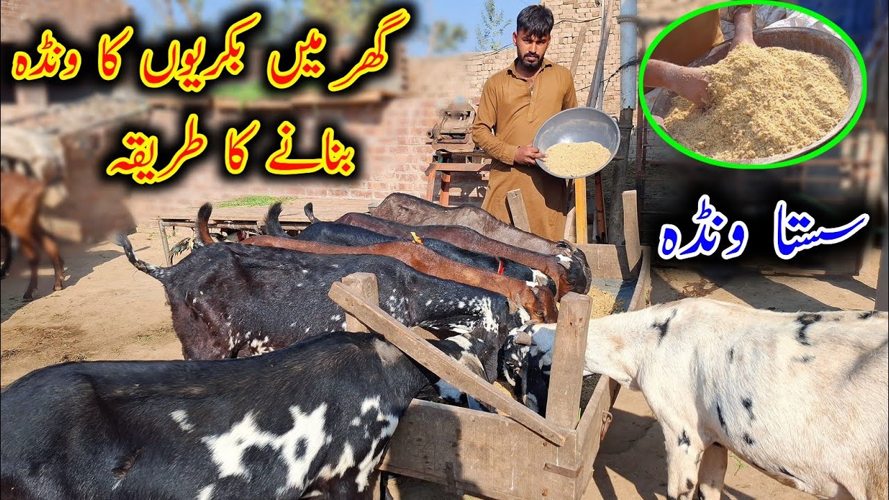 How To Prepare Goat Wanda At Home - Goat Wanda Formula - Goat Concentrate Formula