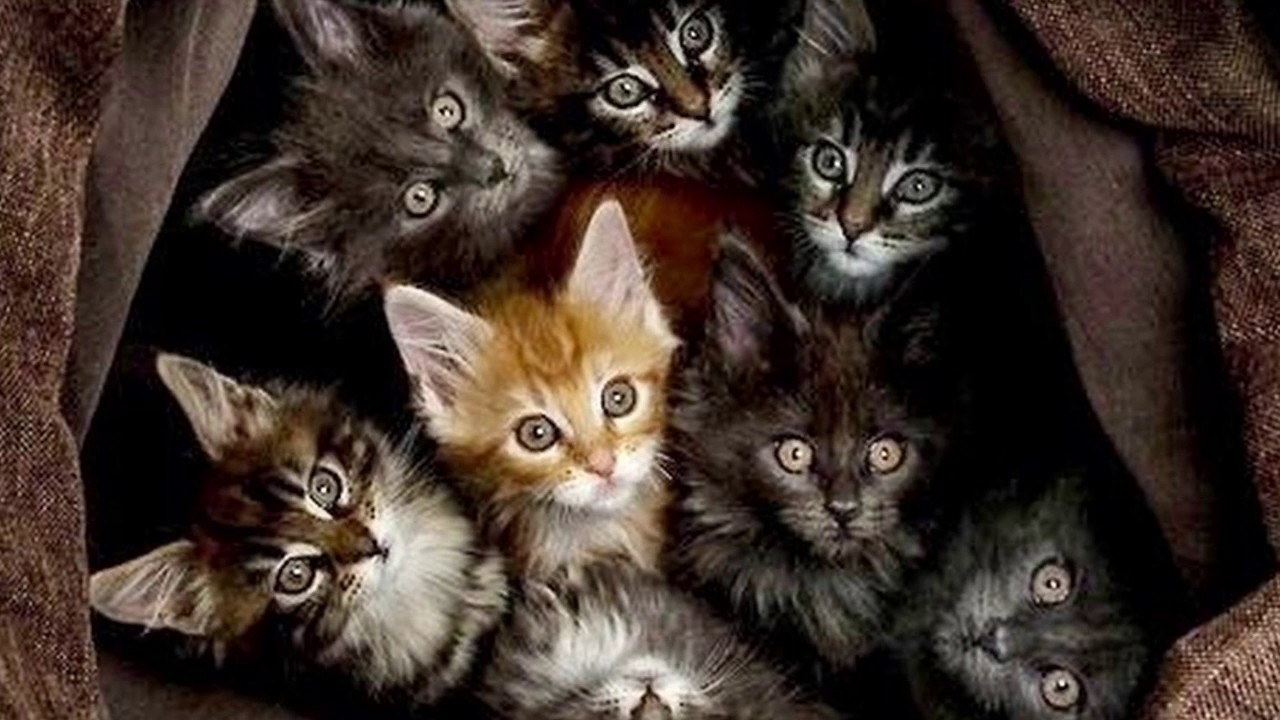 HAPPY BIRTHDAY STIMPY1FUL 1/25/2017... LOVE💓UNITY💓AND CATS!