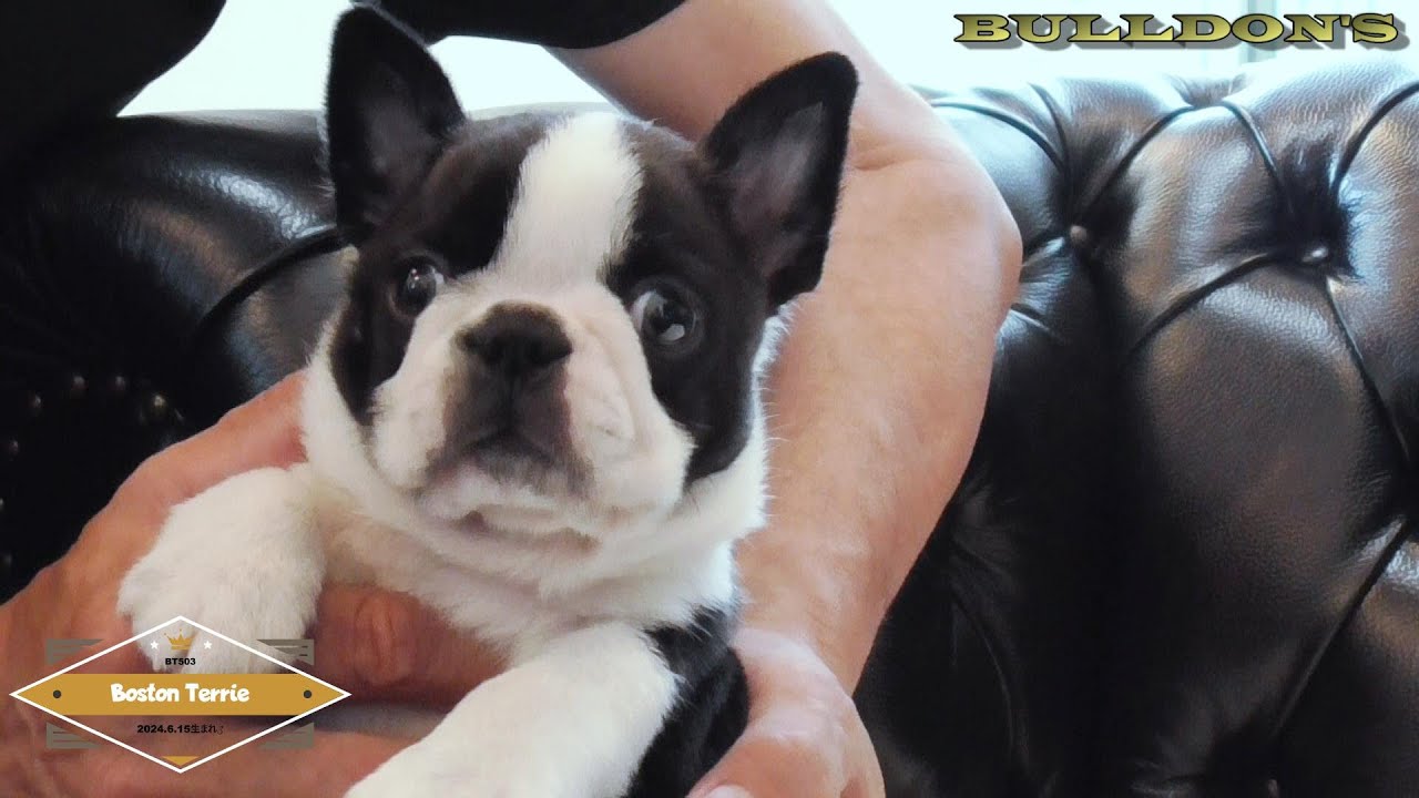 【新品】バカラ　犬　ドック 動物 　置物　 パグ　ブルドック ボストンテリア 新品】バカラ 犬 ドック 動物 置物 パグ ブルドック ボストンテリア