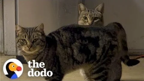 Woman Spends 6 Months Getting Stray Cats To Trust Her | The Dodo