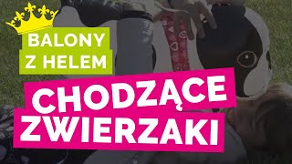 Chodzący Balonowy Piesek Z Helem I Inne Balonowe Zwierzaki - Helove Love