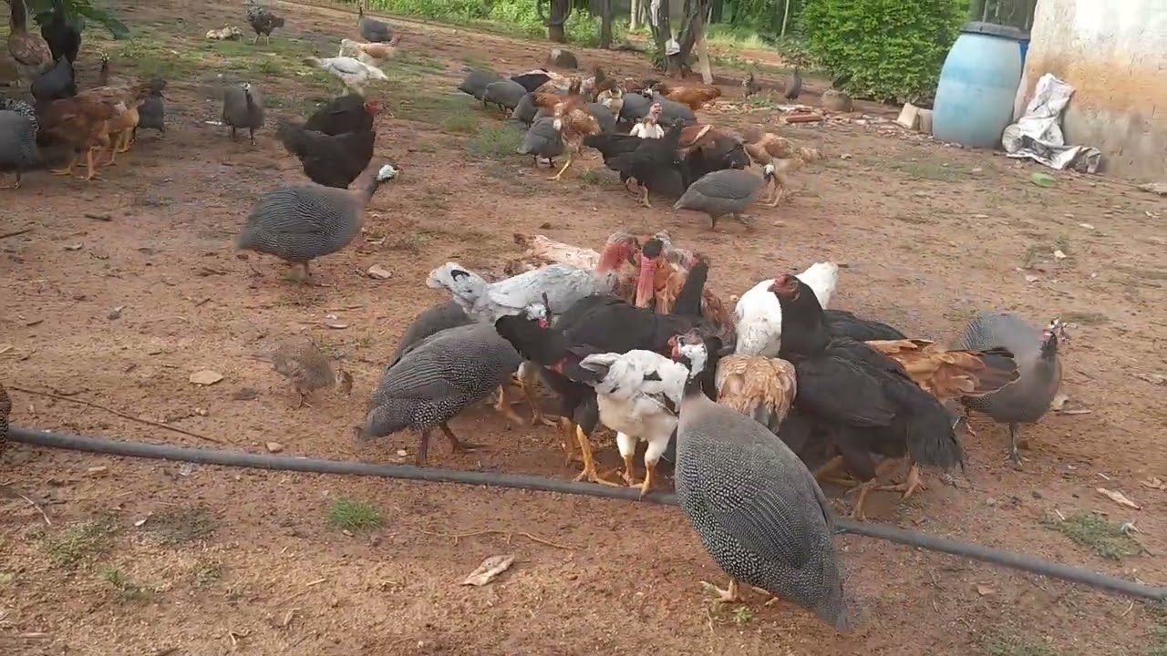 #olha só que tarde maravilhosa#🐔🐔🐔🐔🐔👏👏👏👏👏🙏🙏🙏🙏🙏