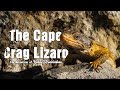 The Cape Crag Lizard - Everything you need to know about Cape Crag Lizards