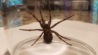 Wolf Spider : Biggest Minnesota Spider?