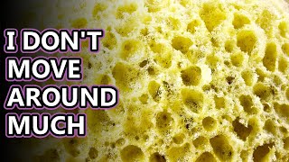 Sponge facts: there's a 